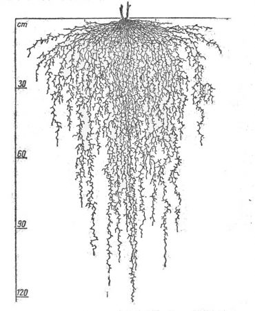 System korzeniowy żyta