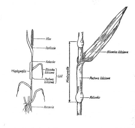 Roślina zboźowa (schemat) 